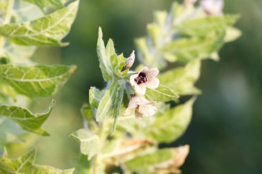 Hyoscyamus niger henbane, siyah hebane, ya da çiçek açan itüzümü. Hyoscyamus Niger bitkisi vahşi doğada. Zehirli habani, hyoscyamine alkaloid içerir..