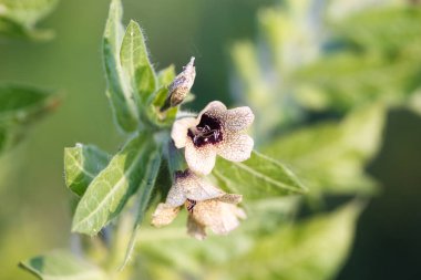 Hyoscyamus niger henbane, siyah hebane, ya da çiçek açan itüzümü. Hyoscyamus Niger bitkisi vahşi doğada. Zehirli habani, hyoscyamine alkaloid içerir..