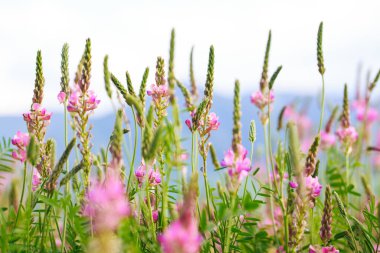 Pembe çiçek tarlası Sainfoin, Onobrychis viciifolia. Bal bitkisi Yabani çiçeklerin arka planı. Azize çiçekleri mi yoksa kutsal yonca mı?