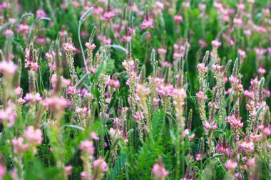 Pembe çiçek tarlası Sainfoin, Onobrychis viciifolia. Bal bitkisi Yabani çiçeklerin arka planı. Azize çiçekleri mi yoksa kutsal yonca mı?