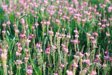 Pembe çiçek tarlası Sainfoin, Onobrychis viciifolia. Bal bitkisi Yabani çiçeklerin arka planı. Azize çiçekleri mi yoksa kutsal yonca mı?
