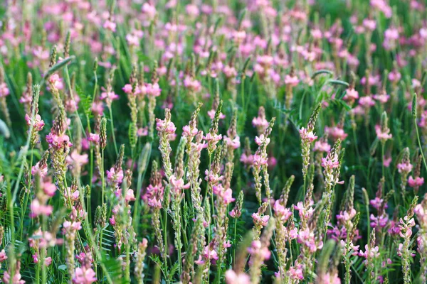 Pembe çiçek tarlası Sainfoin, Onobrychis viciifolia. Bal bitkisi Yabani çiçeklerin arka planı. Azize çiçekleri mi yoksa kutsal yonca mı?