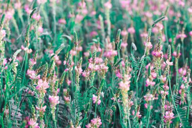 Pembe çiçek tarlası Sainfoin, Onobrychis viciifolia. Bal bitkisi Yabani çiçeklerin arka planı. Azize çiçekleri mi yoksa kutsal yonca mı?