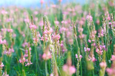 Pembe çiçek tarlası Sainfoin, Onobrychis viciifolia. Bal bitkisi Yabani çiçeklerin arka planı. Azize çiçekleri mi yoksa kutsal yonca mı?