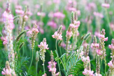 Pembe çiçek tarlası Sainfoin, Onobrychis viciifolia. Bal bitkisi Yabani çiçeklerin arka planı. Azize çiçekleri mi yoksa kutsal yonca mı?