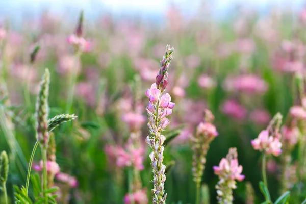 stock image Field of pink flowers Sainfoin, Onobrychis viciifolia. Honey plant. Background of wildflowers. Blooming wild flowers of sainfoin or holy clover