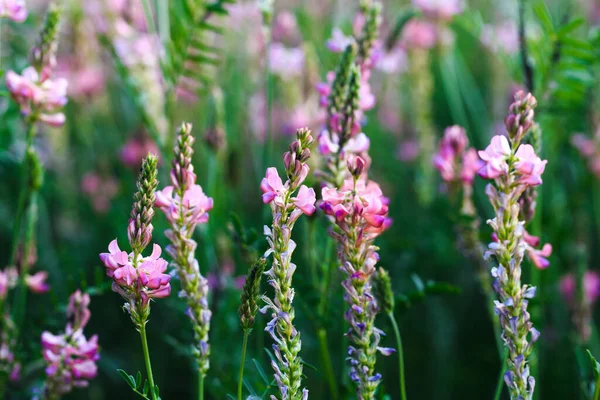 Πεδίο Ροζ Λουλούδια Sainfoin Onobrychis Viciifolia Μέλι Φυτό Φόντο Αγριολούλουδων — Φωτογραφία Αρχείου