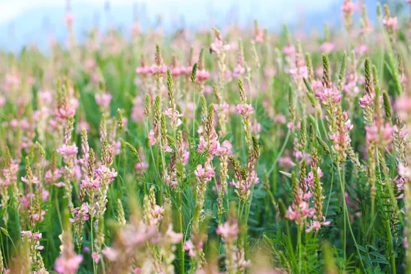 Pembe çiçek tarlası Sainfoin, Onobrychis viciifolia. Bal bitkisi Yabani çiçeklerin arka planı. Azize çiçekleri mi yoksa kutsal yonca mı?