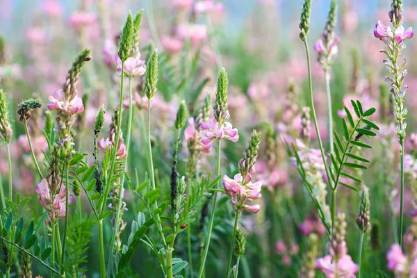 ピンク色の花のフィールドセインフォン オノブリスのヴィシフォリア 蜂蜜工場だ 野の花の背景 サインや聖なるクローバーの野生の花を咲かせます — ストック写真