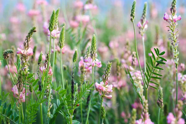 ピンク色の花のフィールドセインフォン オノブリスのヴィシフォリア 蜂蜜工場だ 野の花の背景 サインや聖なるクローバーの野生の花を咲かせます — ストック写真