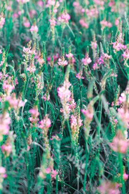 Pembe çiçek tarlası Sainfoin, Onobrychis viciifolia. Bal bitkisi Yabani çiçeklerin arka planı. Azize çiçekleri mi yoksa kutsal yonca mı?