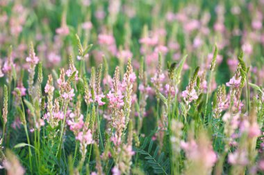 Pembe çiçek tarlası Sainfoin, Onobrychis viciifolia. Bal bitkisi Yabani çiçeklerin arka planı. Azize çiçekleri mi yoksa kutsal yonca mı?