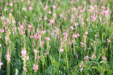 Pembe çiçek tarlası Sainfoin, Onobrychis viciifolia. Bal bitkisi Yabani çiçeklerin arka planı. Azize çiçekleri mi yoksa kutsal yonca mı?