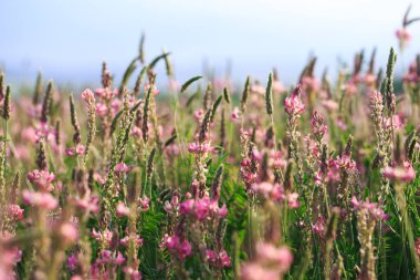 Pembe çiçek tarlası Sainfoin, Onobrychis viciifolia. Bal bitkisi Yabani çiçeklerin arka planı. Azize çiçekleri mi yoksa kutsal yonca mı?