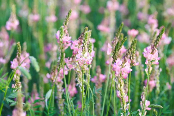 Pembe çiçek tarlası Sainfoin, Onobrychis viciifolia. Bal bitkisi Yabani çiçeklerin arka planı. Azize çiçekleri mi yoksa kutsal yonca mı?