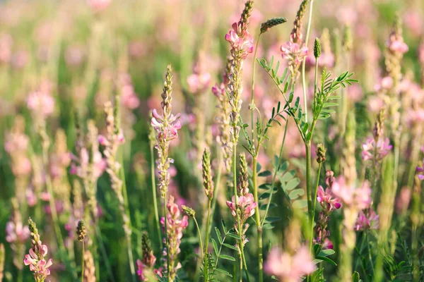 stock image Field of pink flowers Sainfoin, Onobrychis viciifolia. Honey plant. Background of wildflowers. Blooming wild flowers of sainfoin or holy clover