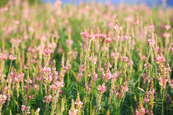 stock image Field of pink flowers Sainfoin, Onobrychis viciifolia. Honey plant. Background of wildflowers. Blooming wild flowers of sainfoin or holy clover