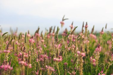 Pembe çiçek tarlası Sainfoin, Onobrychis viciifolia. Bal bitkisi Yabani çiçeklerin arka planı. Azize çiçekleri mi yoksa kutsal yonca mı?