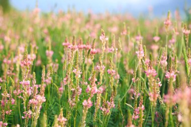 Pembe çiçek tarlası Sainfoin, Onobrychis viciifolia. Bal bitkisi Yabani çiçeklerin arka planı. Azize çiçekleri mi yoksa kutsal yonca mı?