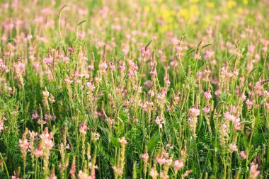 Pembe çiçek tarlası Sainfoin, Onobrychis viciifolia. Bal bitkisi Yabani çiçeklerin arka planı. Azize çiçekleri mi yoksa kutsal yonca mı?