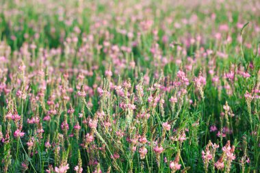 Pembe çiçek tarlası Sainfoin, Onobrychis viciifolia. Bal bitkisi Yabani çiçeklerin arka planı. Azize çiçekleri mi yoksa kutsal yonca mı?