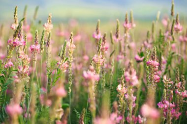 Pembe çiçek tarlası Sainfoin, Onobrychis viciifolia. Bal bitkisi Yabani çiçeklerin arka planı. Azize çiçekleri mi yoksa kutsal yonca mı?