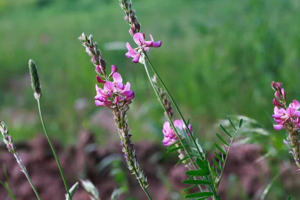 花には一般的なサインフォイン オノブリス ヴィシフォリアの花のクローズアップが見られます 蜂蜜の花 美しいピンクの野生の花 — ストック写真