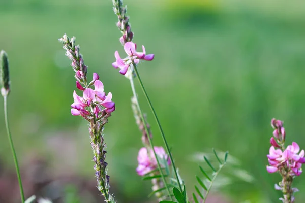 特写的一个常见的皂甙红豆花盛开 蜂蜜花 美丽的粉红色野花 — 图库照片