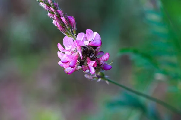 特写的一个常见的皂甙红豆花盛开 蜂蜜花 美丽的粉红色野花 — 图库照片