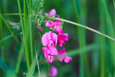 Tatlı bezelye çiçeği. Vahşi doğada küçük bir çiçek. Vahşi pembe çiçeklerin çiçekli arka planı.