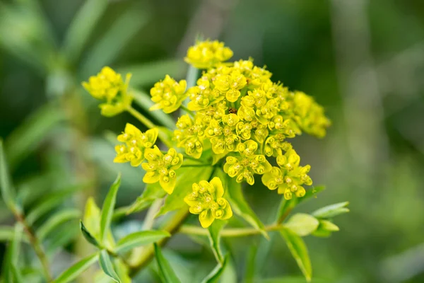 ユーフォルビア ヴィルガータ Euphorbia Virgata ヨーロッパやアジアに自生する種で 北米で導入されている — ストック写真