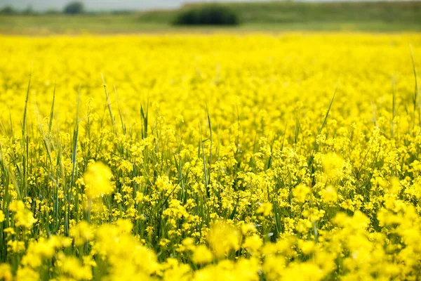 Желтые Цветы Летний Луг Естественный Фон Растений — стоковое фото