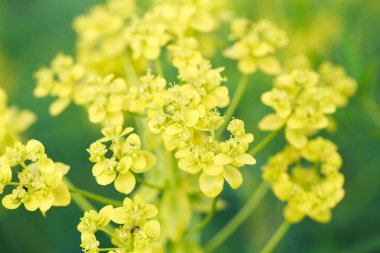 Euphorbia virgata, (yaygın olarak yapraklı bakla olarak da bilinir), Avrupa ve Asya 'da yetişen ve Kuzey Amerika' da yaygın olarak rastlanan bir balık türü.