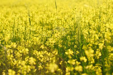 Sarı kolza tohumu ya da kanola çiçeğinin arka planı. Kanola tarlası, çiçek açan kanola çiçekleri. Parlak sarı kolza yağı. Açan kolza tohumu