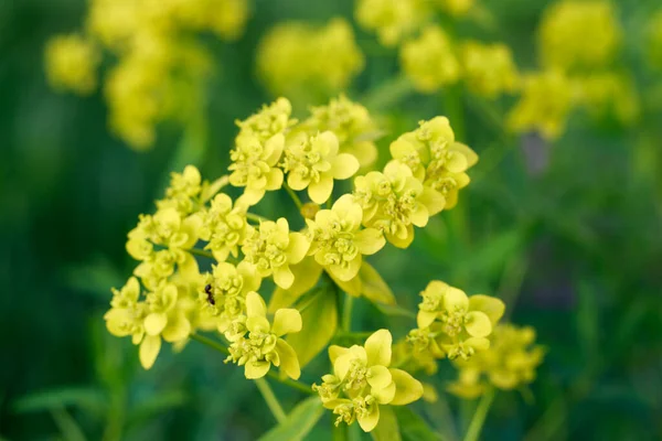 Жовті Квіти Літній Луг Природний Фон Рослин — стокове фото