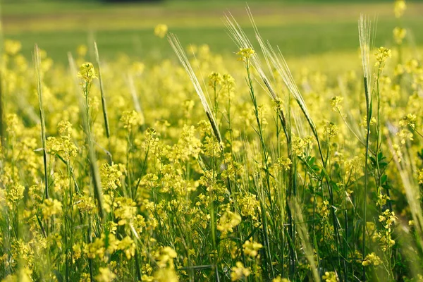 Hintergrund Gelber Raps Oder Rapsblüten Rapsfeld Blühende Rapsblüten Strahlend Gelbes — Stockfoto