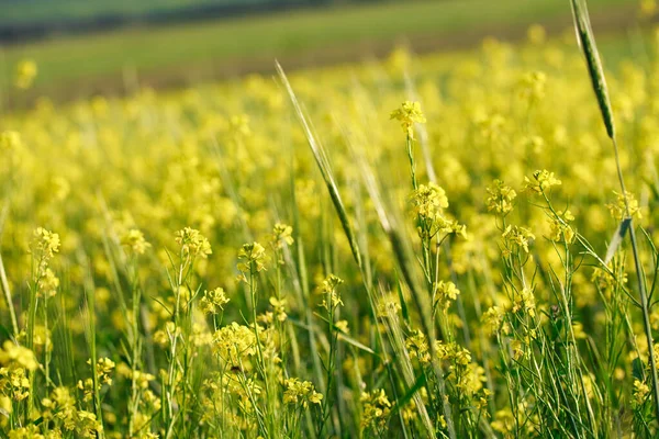 黄色い花は夏の牧草地ではありません 植物の自然背景 — ストック写真
