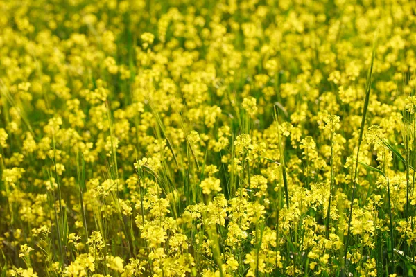Hintergrund Gelber Raps Oder Rapsblüten Rapsfeld Blühende Rapsblüten Strahlend Gelbes — Stockfoto