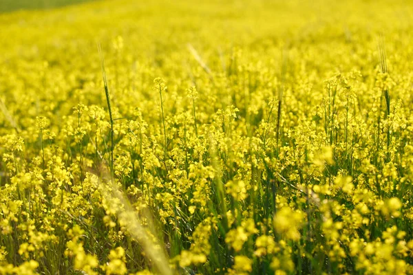 Sárga Virágok Nem Nyári Rétek Növények Természetes Háttere — Stock Fotó