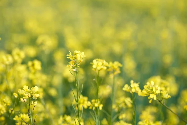 Pozadí Žlutých Řepkových Nebo Řepkových Květů Canolové Pole Rozkvetlé Květy — Stock fotografie
