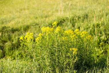 Euphorbia virgata, (yaygın olarak yapraklı bakla olarak da bilinir), Avrupa ve Asya 'da yetişen ve Kuzey Amerika' da yaygın olarak rastlanan bir balık türü.