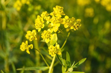 Euphorbia virgata, (yaygın olarak yapraklı bakla olarak da bilinir), Avrupa ve Asya 'da yetişen ve Kuzey Amerika' da yaygın olarak rastlanan bir balık türü.