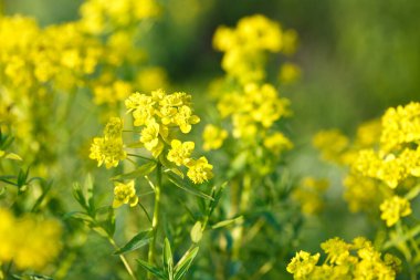 Euphorbia virgata, (yaygın olarak yapraklı bakla olarak da bilinir), Avrupa ve Asya 'da yetişen ve Kuzey Amerika' da yaygın olarak rastlanan bir balık türü.