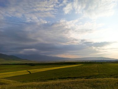 Dağların arka planında çiçek açan alanlar. Güzel dağ manzarası. Çiçek açan yaz bitkileri. Bahar manzarası. Şehir dışında bir yaz. Kırgızistan.