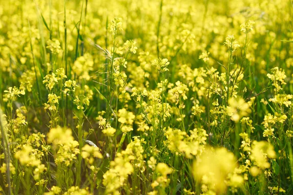 Tło Żółtych Kwiatów Rzepaku Lub Rzepaku Pola Rzepaku Kwitnące Kwiaty — Zdjęcie stockowe