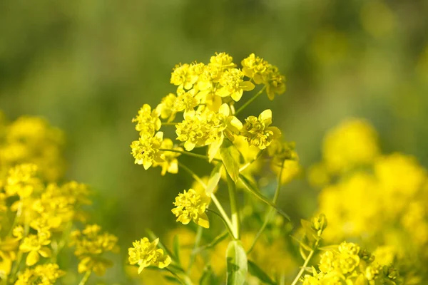 黄色い花は夏の牧草地ではありません 植物の自然背景 — ストック写真