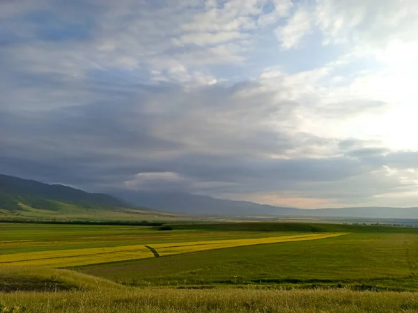 Цветущие Поля Фоне Гор Красивый Горный Пейзаж Цветущие Летние Травы — стоковое фото