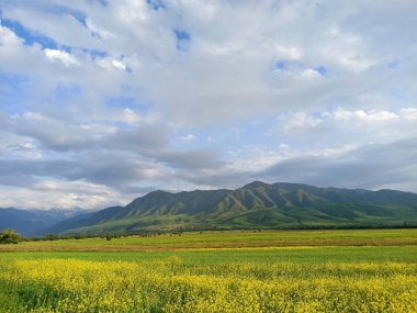 Rapler yüksek dağların arka planına karşı. Çiçek açan yaz bitkileri. Şehir dışında bir yaz. Kırgızistan.