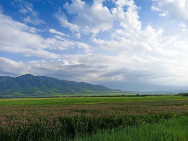 Dağların arka planında çiçek açan alanlar. Güzel dağ manzarası. Çiçek açan yaz bitkileri. Bahar manzarası. Şehir dışında bir yaz. Kırgızistan.