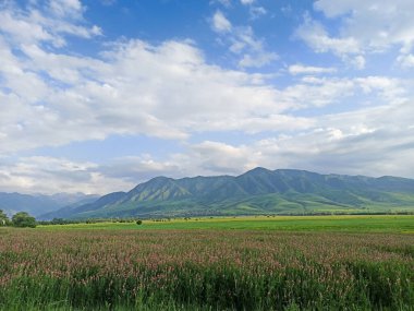 Dağların arka planında çiçek açan alanlar. Güzel dağ manzarası. Çiçek açan yaz bitkileri. Bahar manzarası. Şehir dışında bir yaz. Kırgızistan.